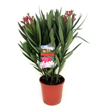Nerium oleander struik 6-8 takken mix kleur