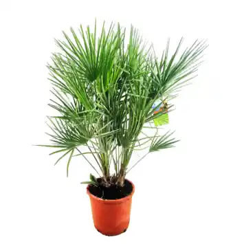 Chamaerops humilis