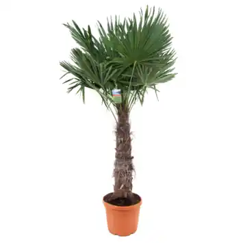 Trachycarpus Fortuneii, stamhoogte 60-80cm