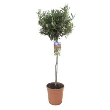 Olijf op stam 95-105 cm