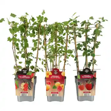 Fruitstruik duo