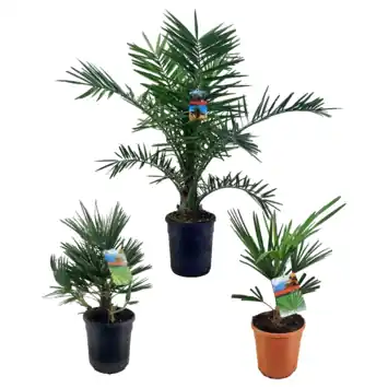 Palmen mix potmaat 21-24 cm